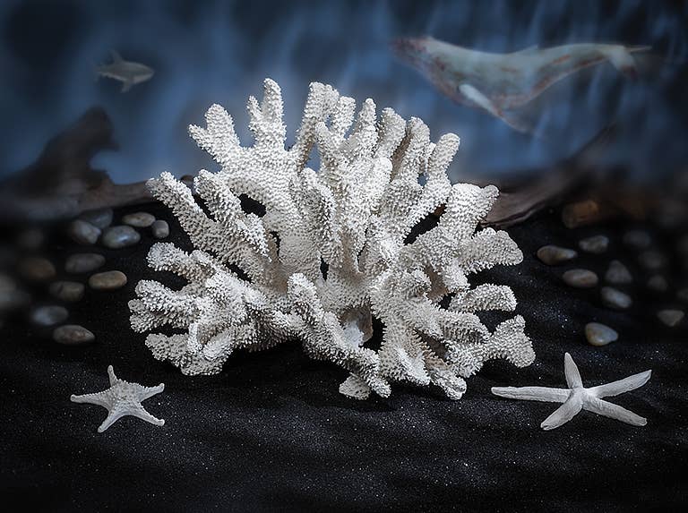 Md Simple Starfish-White-6" W