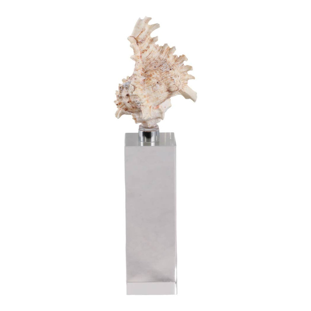 Sculpture - Ivory Shell on Clear Crystal Base, 10 in.