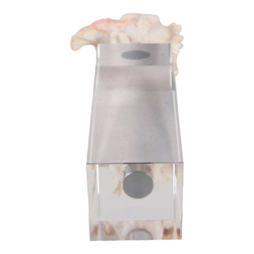 Sculpture - Ivory Shell on Clear Crystal Base, 10 in.