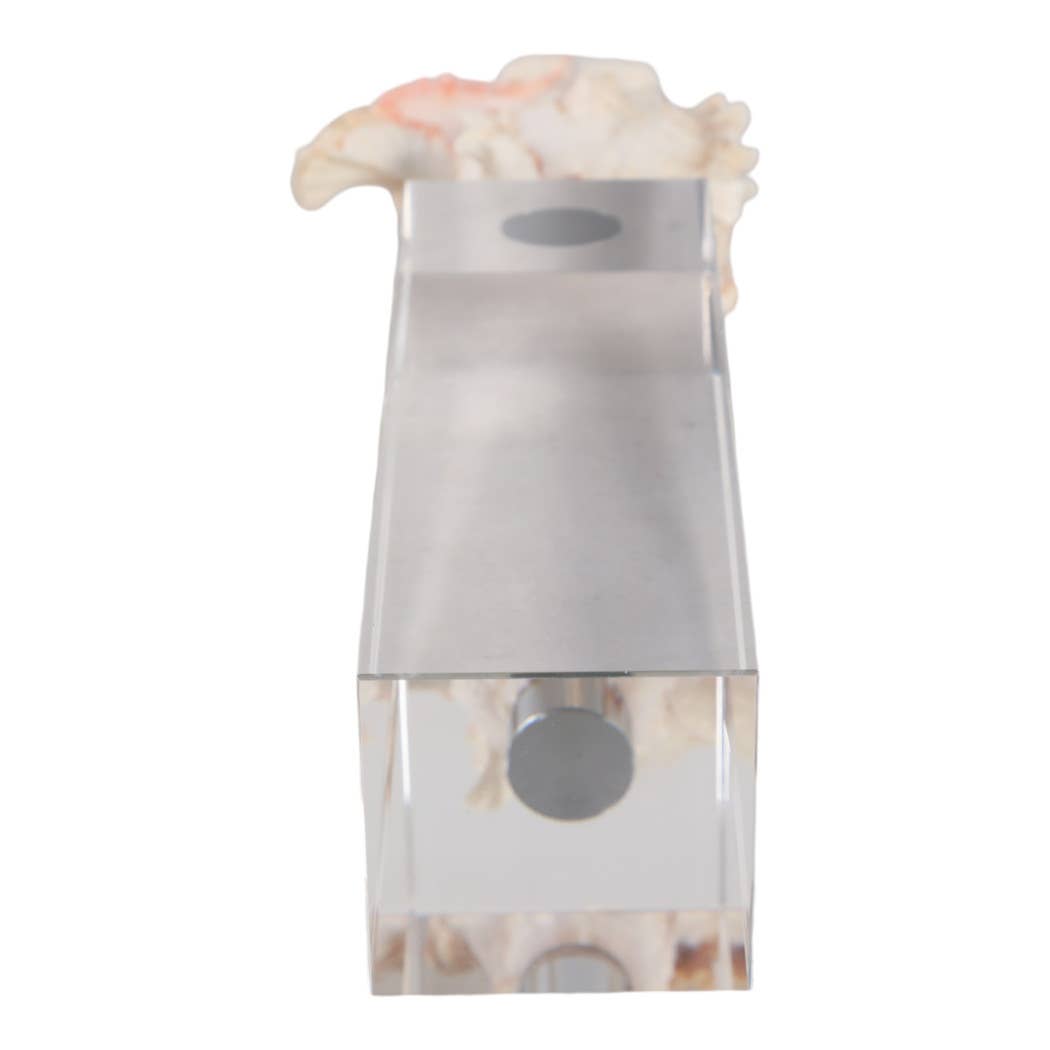 Sculpture - Ivory Shell on Clear Crystal Base, 10 in.