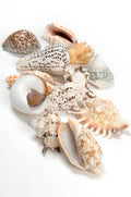 SHELLS ASSORTED - BAG 2.2LBS