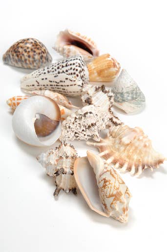 SHELLS ASSORTED - BAG 2.2LBS