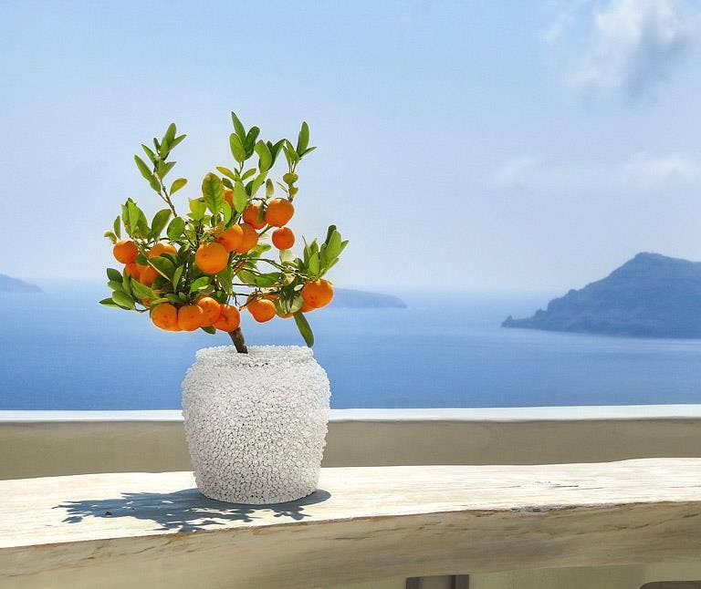 Medium Allover Barnacle Vase-8.5"D