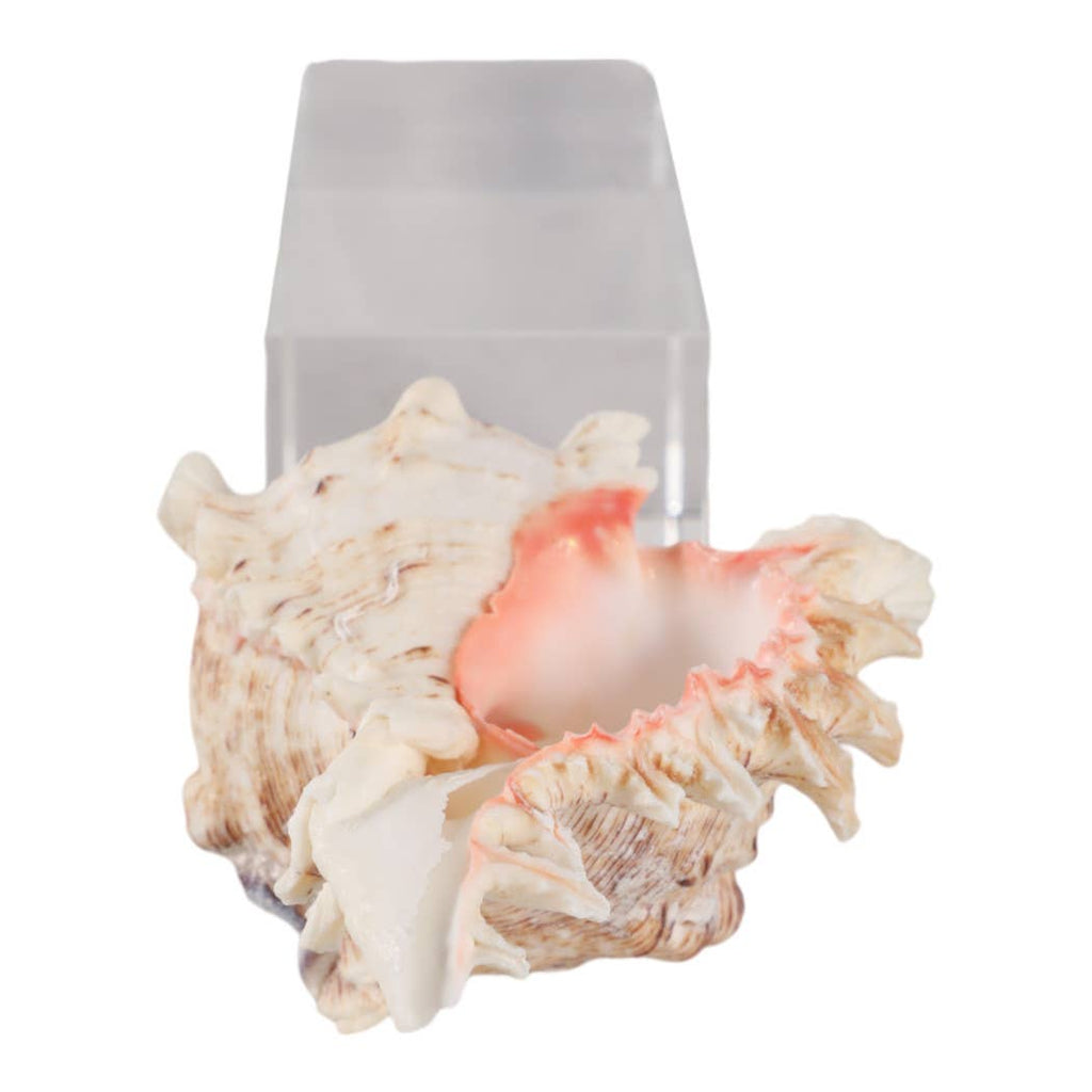 Sculpture - Ivory Shell on Clear Crystal Base, 10 in.