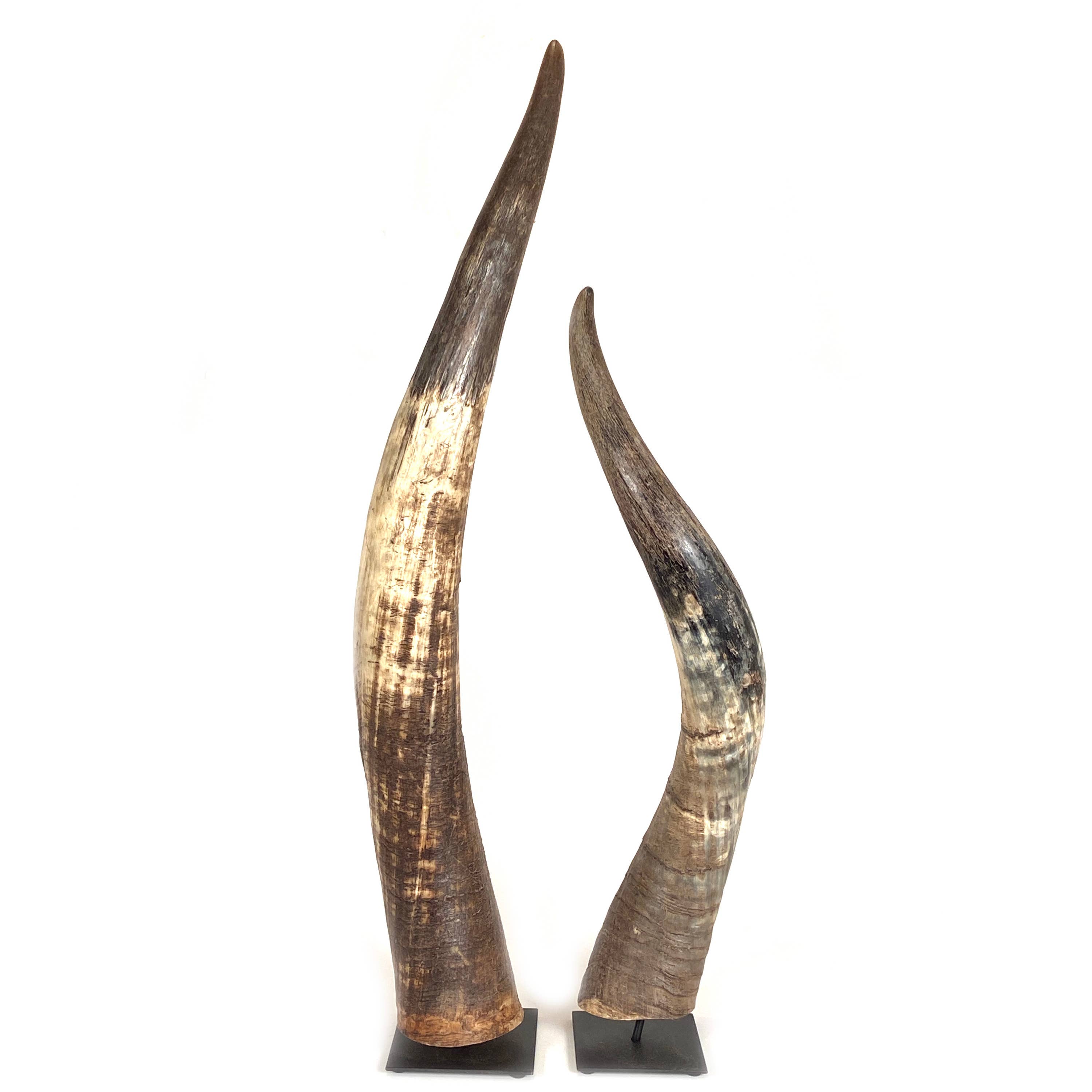 Decorative N'dama Horn