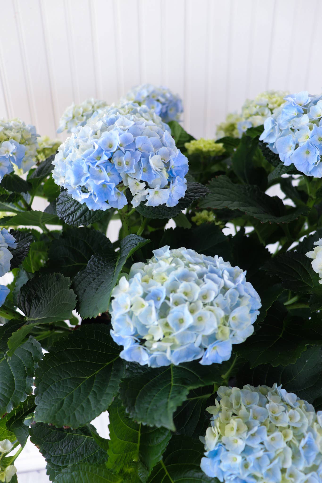 10" Hydrangea