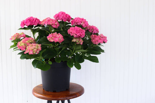 10" Hydrangea