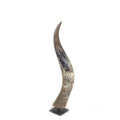 Decorative N'dama Horn