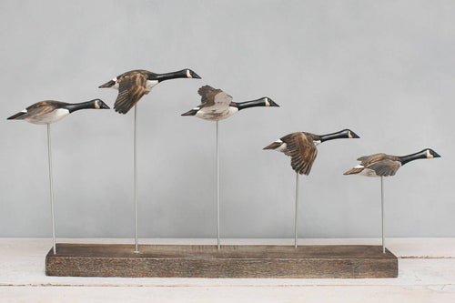 Canada Goose - Flying Set of 5 - 22"L  -Carved Ornament