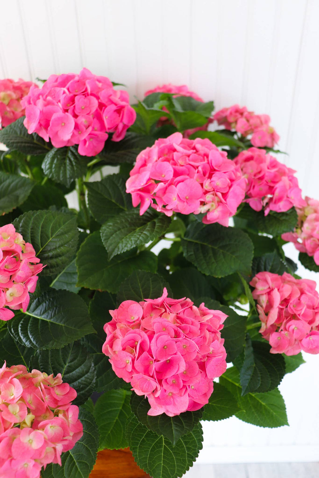 10" Hydrangea