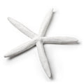 Md Simple Starfish-White-6" W